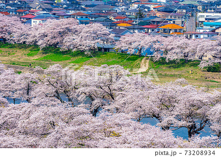 東北の桜の名所 一目千本桜 宮城県 の写真素材 7334