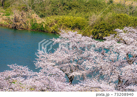 東北の桜の名所 一目千本桜 宮城県 の写真素材 7340