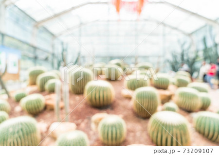 abstract blur cactus in houseplant 73209107