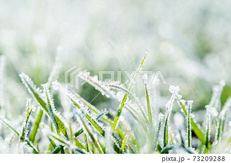霜のおりた草むら 霜のおりた草むら 73209288
