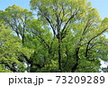 萌黄色の季節 73209289