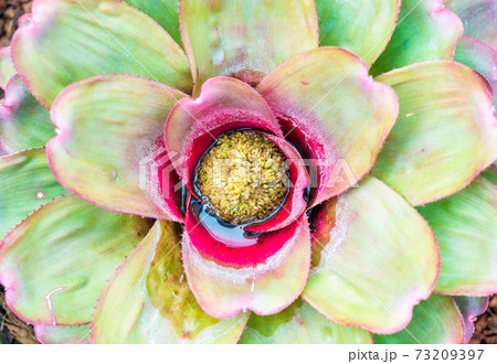 Bromeliad or Aechmea fasciata 73209397