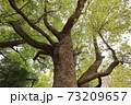 萌黄色の季節 73209657