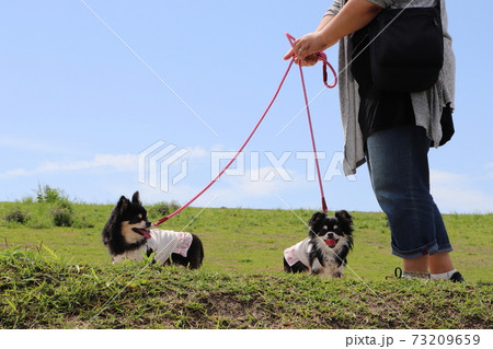 散歩する2匹のチワワと女性 多頭飼い 犬の写真素材