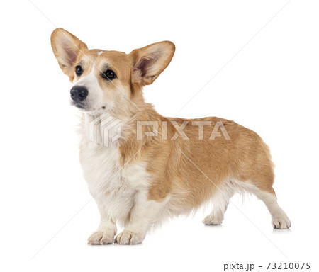 young Pembroke Welsh Corgi 73210075