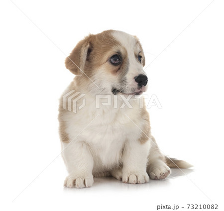 young Pembroke Welsh Corgi young Pembroke Welsh Corgi 73210082