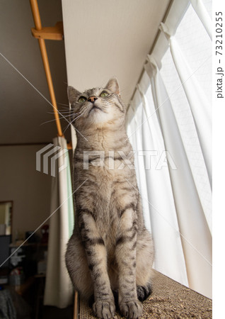 上を見る猫 サバトラ猫 上を見る猫 サバトラ猫 73210255