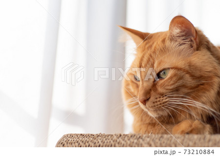 窓辺でくつろぐ猫　茶トラ猫 73210884