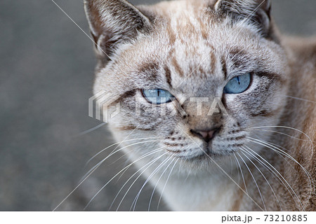 青い目の猫 73210885