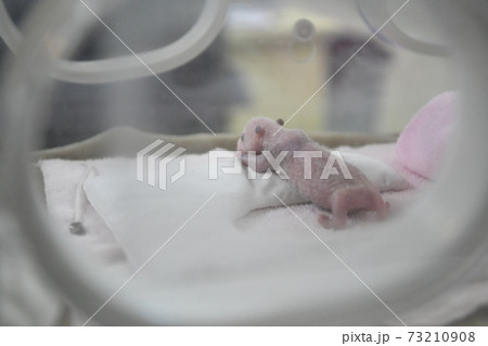 世界最小で産まれたパンダ 世界最小で産まれたパンダ 73210908