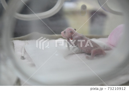 世界最小で産まれたパンダ 世界最小で産まれたパンダ 73210912