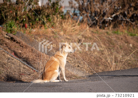 待つ犬 待つ犬 73210921