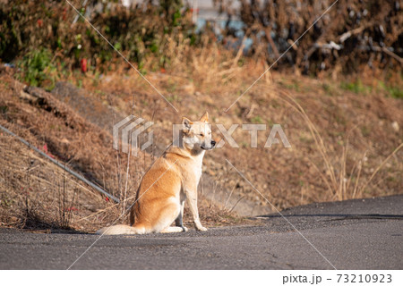 待つ犬 待つ犬 73210923