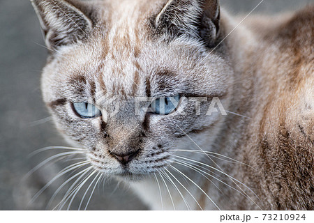 青い目の猫の写真素材