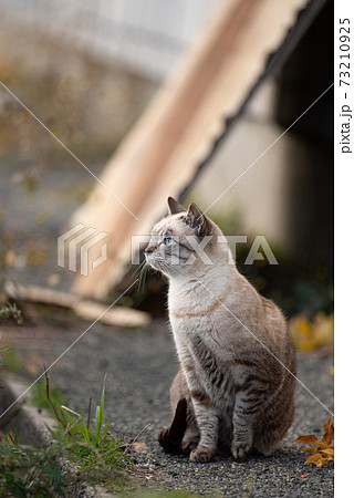 見つめる猫 シャム系の写真素材