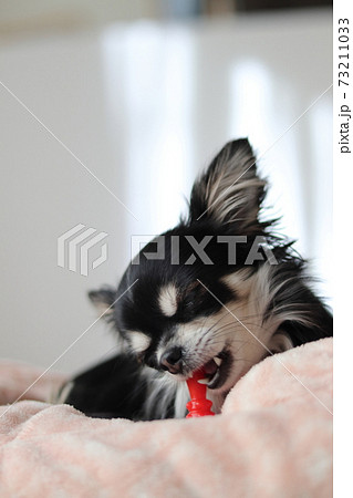犬用の歯磨きおもちゃでデンタルケア をするチワワの写真素材