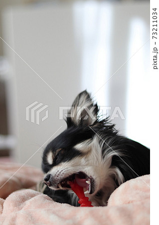 おもちゃを噛むロングコートチワワ の写真素材