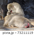 ニホンザルの毛づくろい 73211119