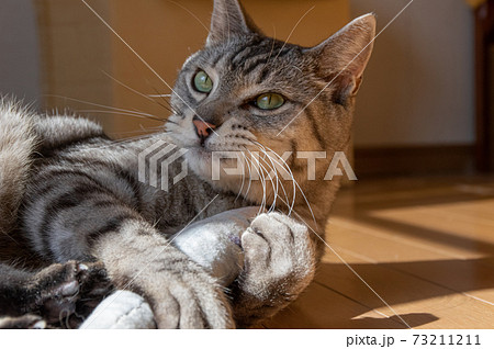ぬいぐるみで遊ぶ猫 サバトラ猫 ぬいぐるみで遊ぶ猫 サバトラ猫 73211211