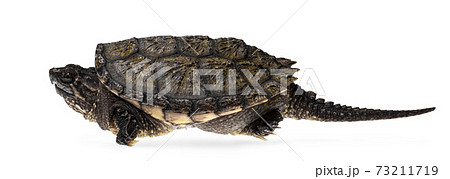 Common snapping turtle on white 73211719