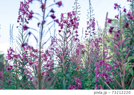 Field of blooming sally flowers or Ivan Tea, wild medicinal herbal tea of willow plant or Epilobium 73212220