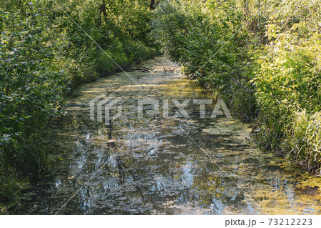 Overgrown water in the swamp. Green forest lake overgrown with duckweed. Swamp in the forest Losiny Ostrov national park. Beautiful summer landscape of swamp 73212223