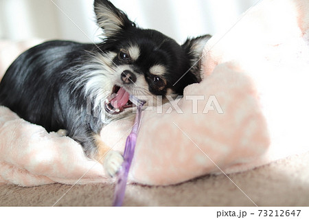 自分で歯を磨くチワワ　アップ　デンタルケア　犬 73212647