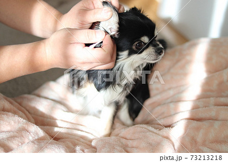 綿棒で耳の掃除をしてもらうチワワ 犬の写真素材