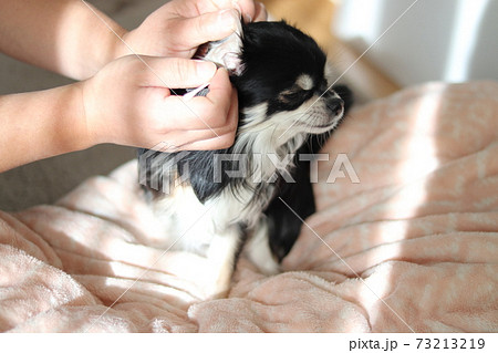 綿棒で耳の掃除をしてもらうチワワ 犬の写真素材