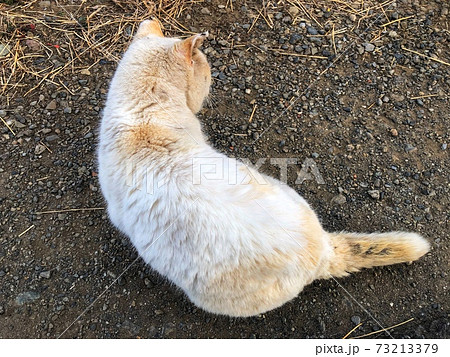 地面に横たわる白猫の後ろ姿をクローズアップした風景の写真素材