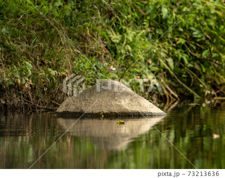 A rock, grasses and plants in the river 73213636