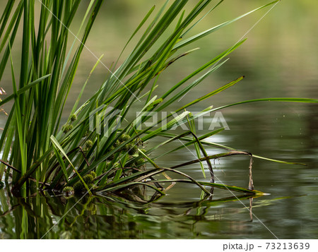 Grasses and plants in the river Grasses and plants in the river 73213639