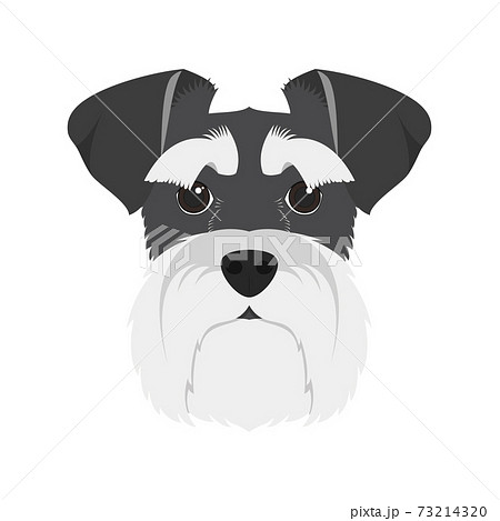 Schnauzer dog isolated on white background vector illustration Schnauzer dog isolated on white background vector illustration 73214320