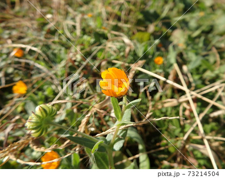 冬の野原に彩りを添えるカレンデュラ 73214504