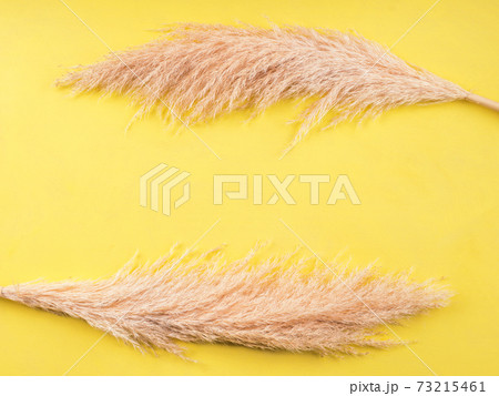Illuminated yellow background with pampas grass Illuminated yellow background with pampas grass 73215461