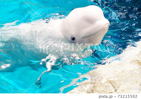 名古屋港水族館 シロイルカのベルーガの写真素材 [73215502] - PIXTA