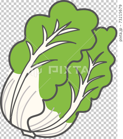 ラフな手描き風白菜のイラストのイラスト素材