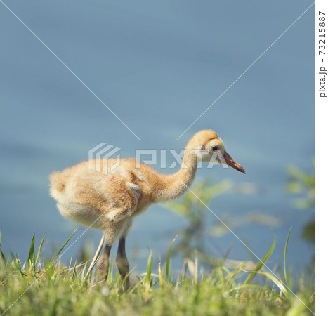 Sandhill Crane Chick in the grass 73215887