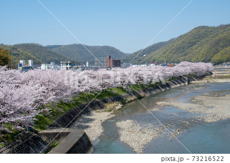 岡山県の桜の名所 いばらづつみ 井原堤の桜並木は圧巻の写真素材