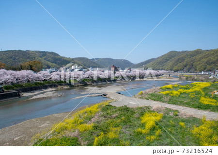 岡山県の桜の名所　いばらづつみ・井原堤の桜並木は圧巻 73216524