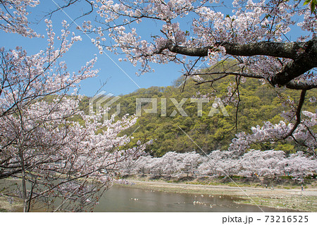 岡山県の桜の名所 いばらづつみ 井原堤の桜並木は圧巻の写真素材