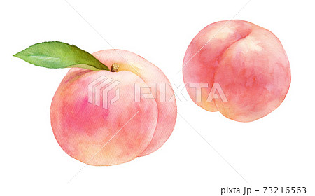 熟したジューシーな桃の果実2種 水彩イラスト 白桃 のイラスト素材