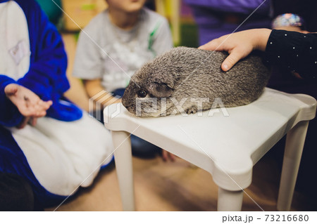 A guinea pig sits on a straw next to a manger. 73216680