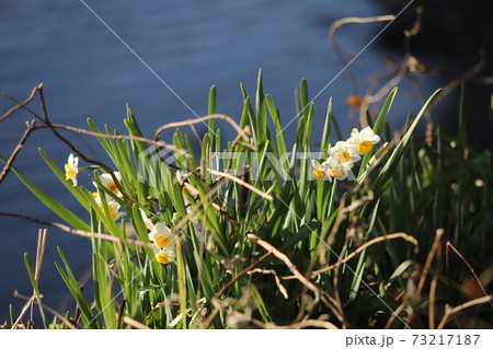 冬の河川敷に咲くスイセンの花の写真素材