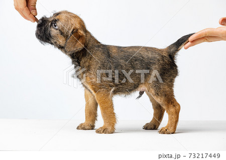 Little beautiful puppy on a white background 73217449