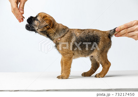 Little beautiful puppy on a white background 73217450