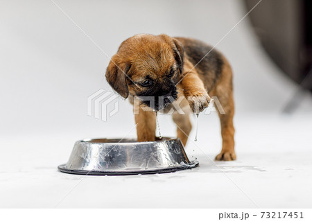 Little beautiful puppy is playing on a white background Little beautiful puppy is playing on a white background 73217451