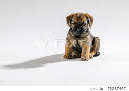 Little beautiful puppy on a white background 73217467