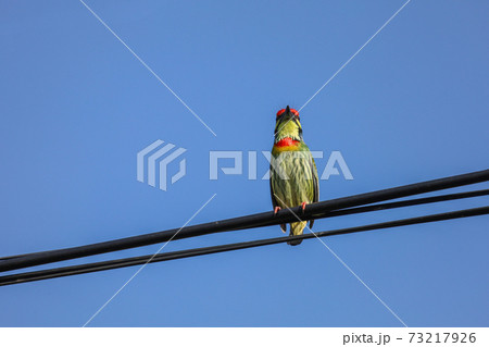 The colorful Oriole bird on power line at thailand 73217926
