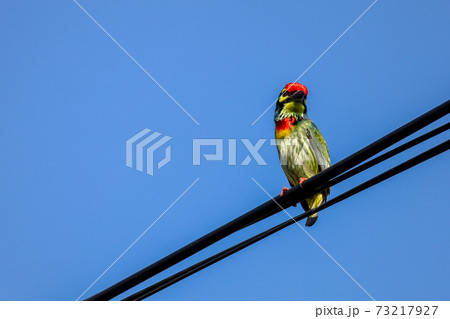 The colorful Oriole bird on power line at thailand 73217927